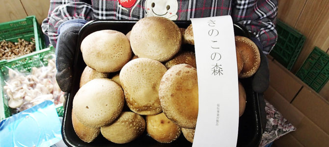 採れたて椎茸 採れたて椎茸